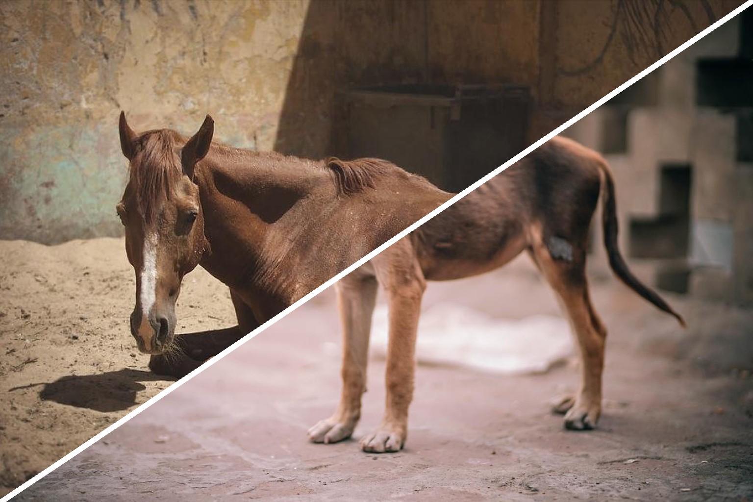 Animal Abuse Pets